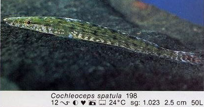 Cochleoceps spatula